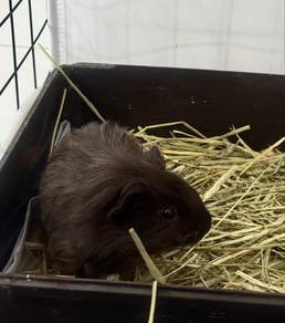 Guinea Pig (sow)