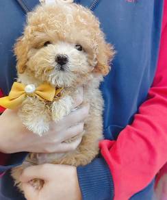 Poodle