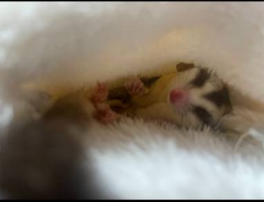 Sugar Glider