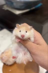 Bigbone syrian hamster baby
