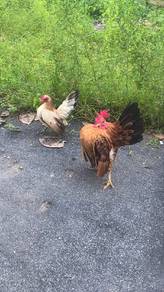 Ayam Serama 