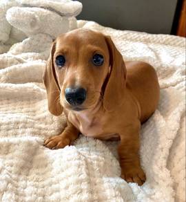 G9972 Charming Dachshund Premium Long Body Puppy B