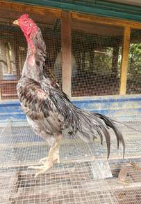 Ayam