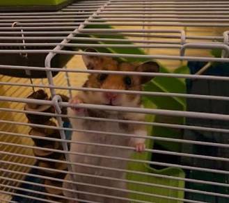 hamster for sale
