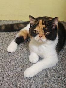 bsh mix scottish 