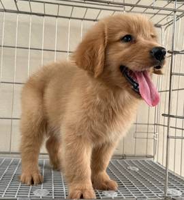 Golden Retriever 