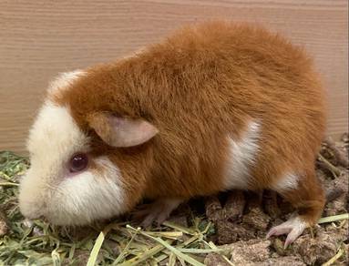 Teddy Guinea Pig