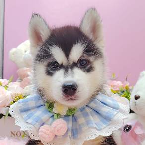 Husky