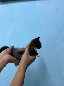 munchkin bsh 