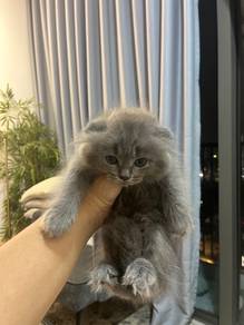 Kitten mixed to rehome