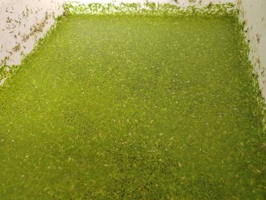 duckweed for sale
