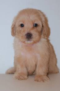 G7 Adorable Cockapoo Puppy