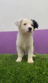 Border collie male rehome