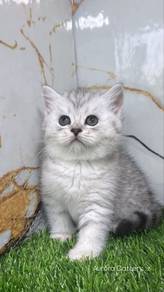 Bsh Pure