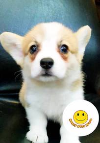 W666 Welsh Corgi 2 months old