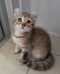 munchkin non standard kittens 