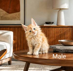 Maine Coon