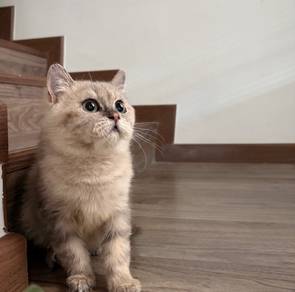 Mix BSH kitten for rehome