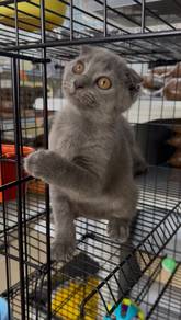 Scottish fold