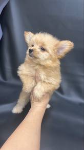 PomPoo Pomeranian mixed Poodle Puppy female
