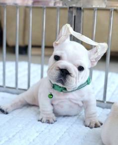FRENCH BULLDOG PUPPIES 🌻S151 Charming  Boy~