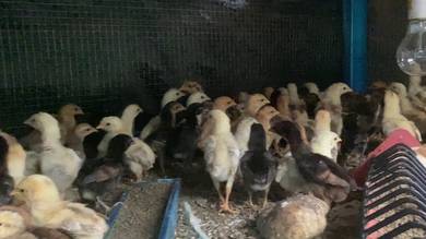 Anak Ayam Kampung Asli DOC