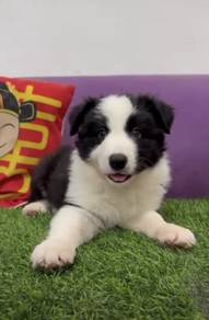 Border collie black white puppy mka