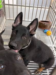 German shepherd