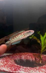 channa auranti 4/5inci w/ full set cc tank 35cm