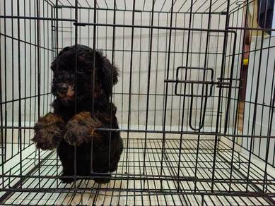 Toy poodle