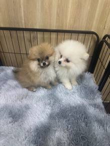 Pomeranian Male n Female Puppies