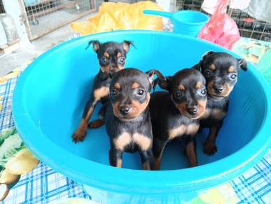 Mini Pincher puppies