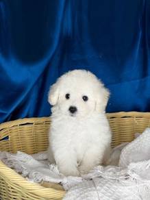 Poodle - White (Male)