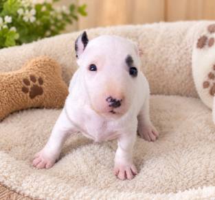 English bully