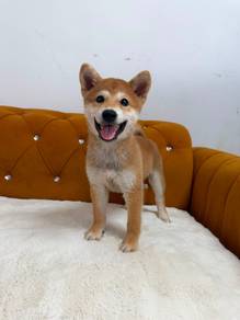 Shiba Inu