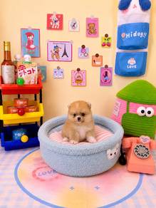 nice marking baby boy Pomeranian