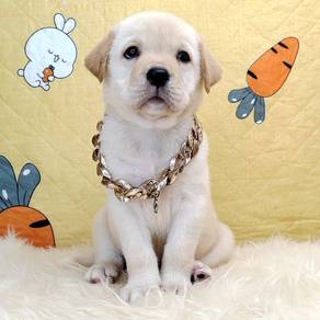 Labrador Retriever
