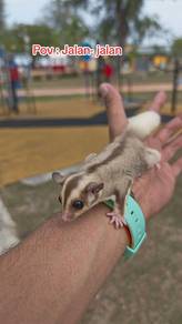 sugar glider 
