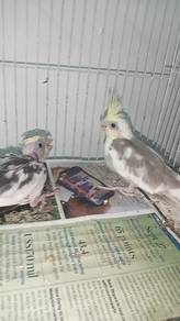 Anak cocktail pastel face