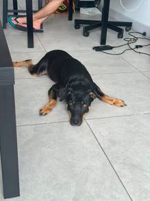 Friendly Doberman-German Shepherd Mix for Sale