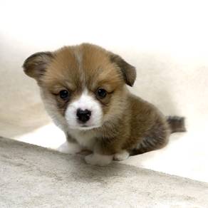 Corgi puppy mka microchip