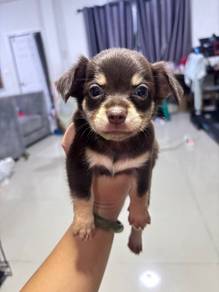 Chihuahua Puppy 01