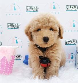 Poodle