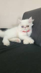 Persian Flat Face