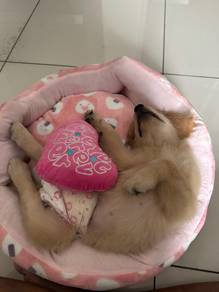 Golden Retriever Puppy