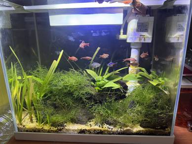 Aquarium fullset dengan aquascape