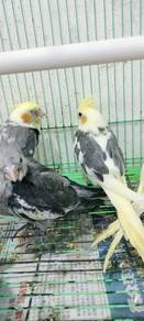 Burung