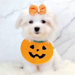 Maltese