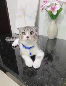 BSH scottish Fold