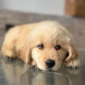 Golden Retriever j